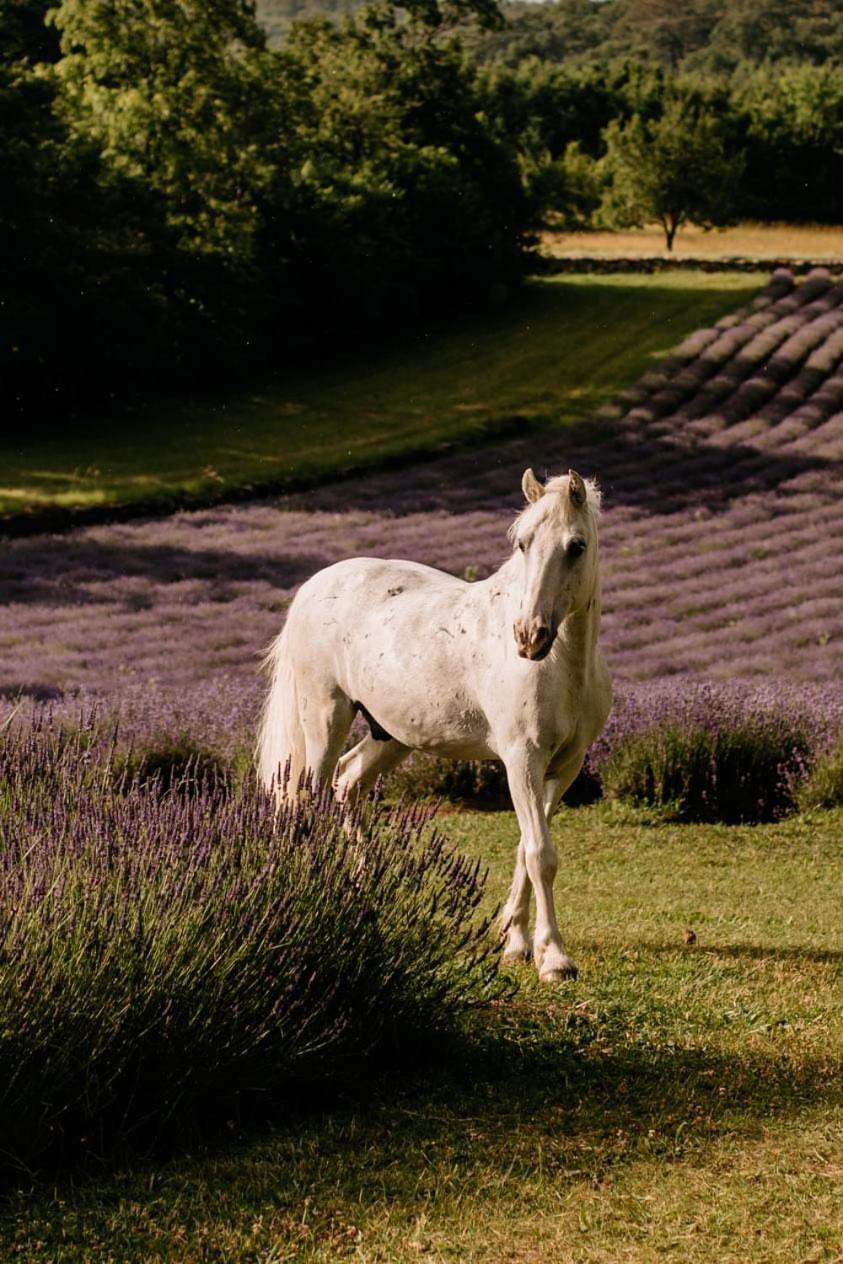 Tmbin'S Barn - Nature, Horses, Family Sežana Eksteriør billede