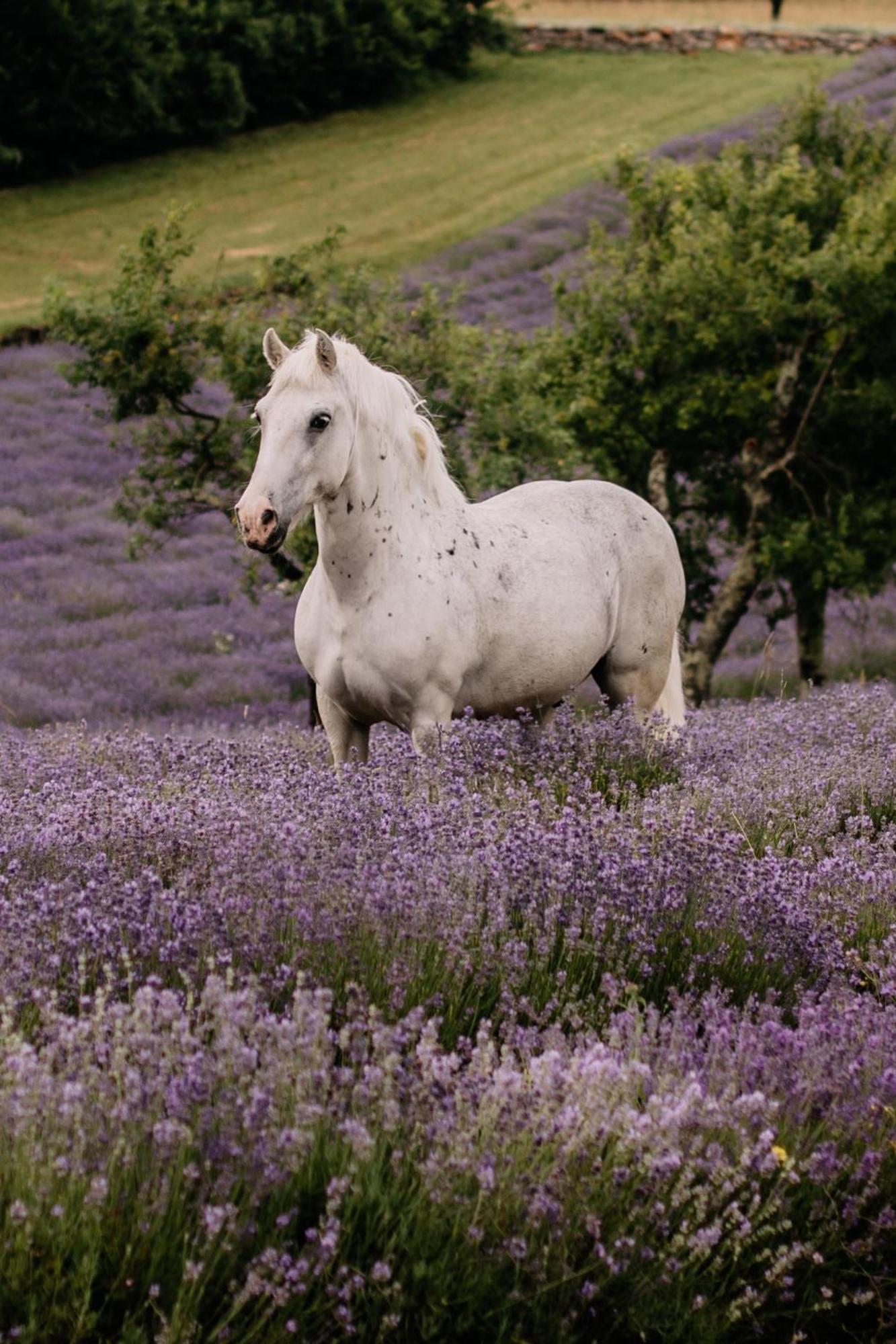 Tmbin'S Barn - Nature, Horses, Family Sežana Eksteriør billede